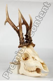 Skull Deer 0034